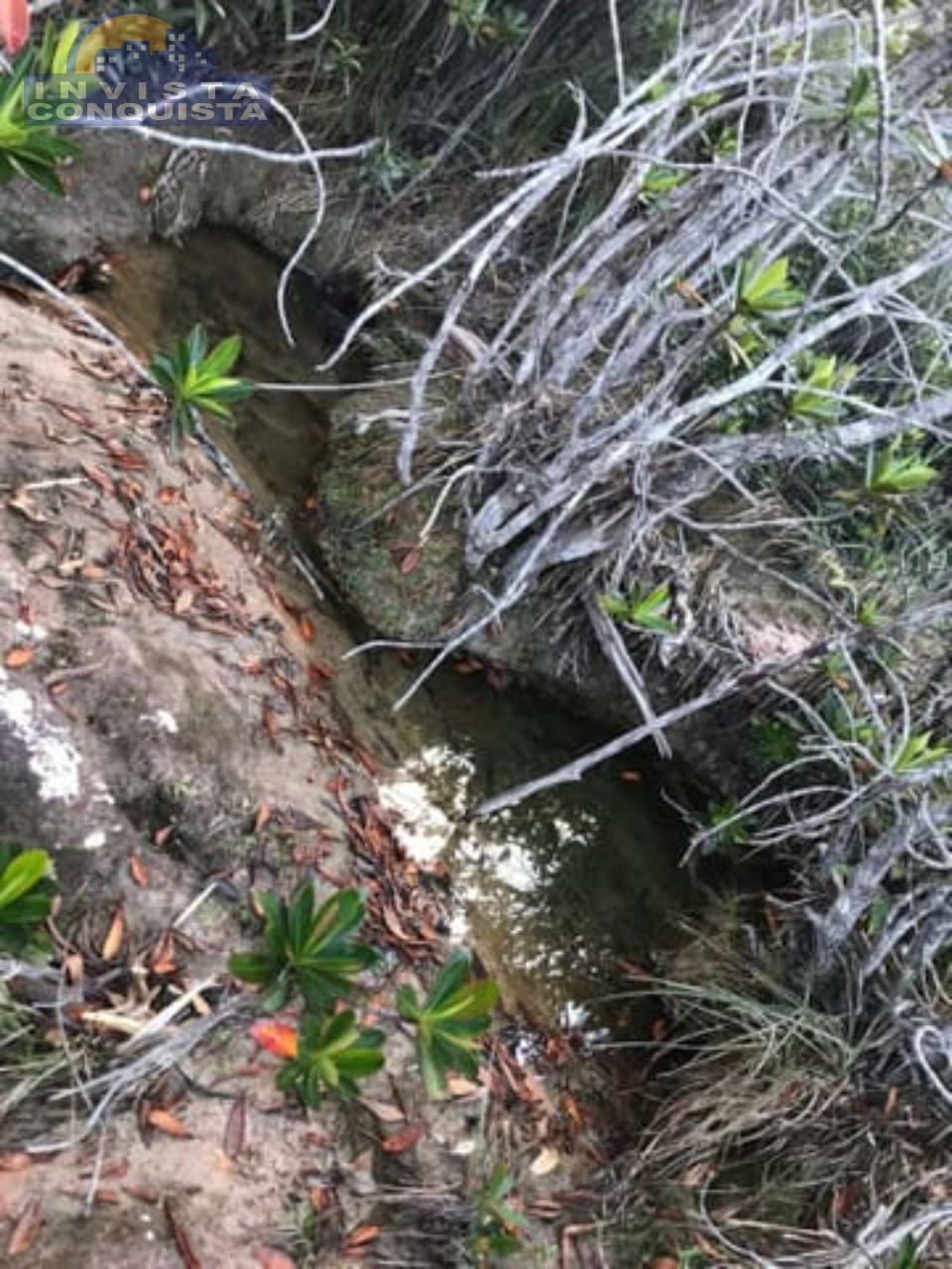 Chácara, à venda - CHAPADA DIAMANTINA - IBICOARA - Invista Conquista