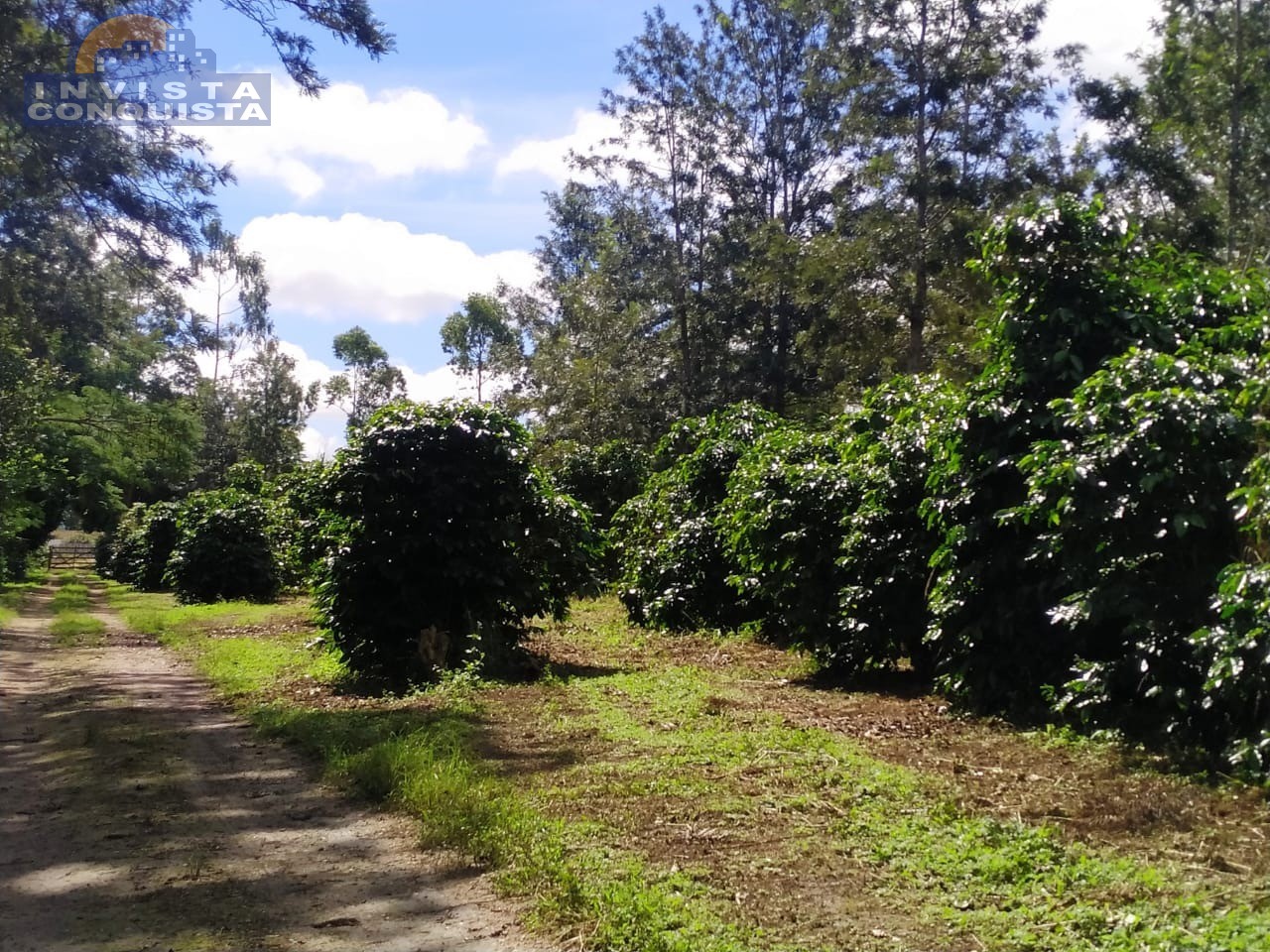 Chácara, 1000.00m², à venda - cafezal - BARRA DO CHOÇA - Invista Conquista