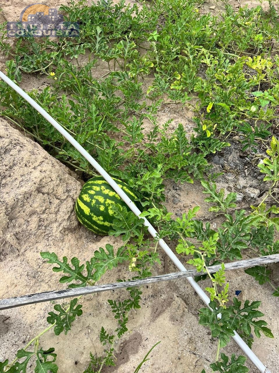 Chácara, 1000.00m², à venda - ESTRADA DA BARRA - VITÓRIA DA CONQUISTA - Invista Conquista