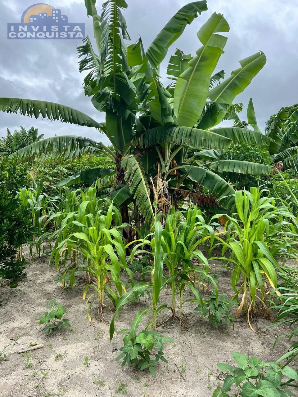 Chácara, 1000.00m², à venda - ESTRADA DA BARRA - VITÓRIA DA CONQUISTA - Invista Conquista