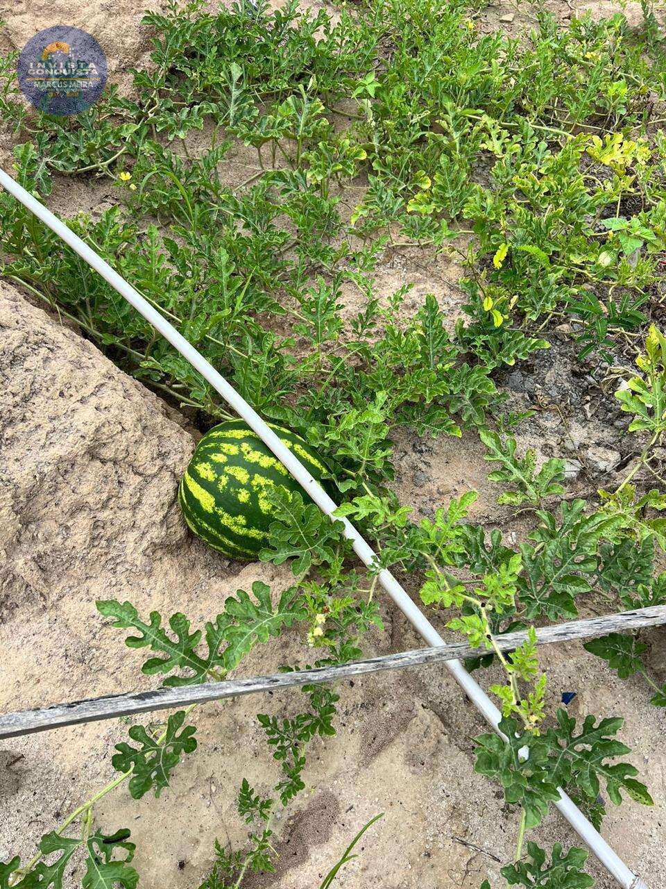 Chácara à venda em Vitória da Conquista, ESTRADA DA BARRA, 1000m² - Invista Conquista