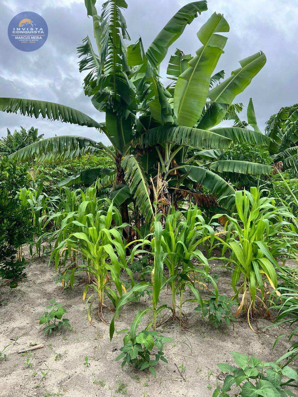 Chácara à venda em Vitória da Conquista, ESTRADA DA BARRA, 1000m² - Invista Conquista